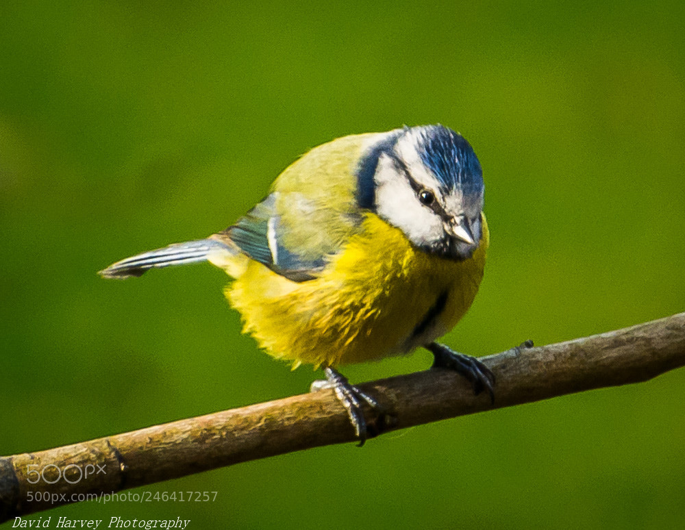 Nikon D7200 sample photo. Garden bird practise photography
