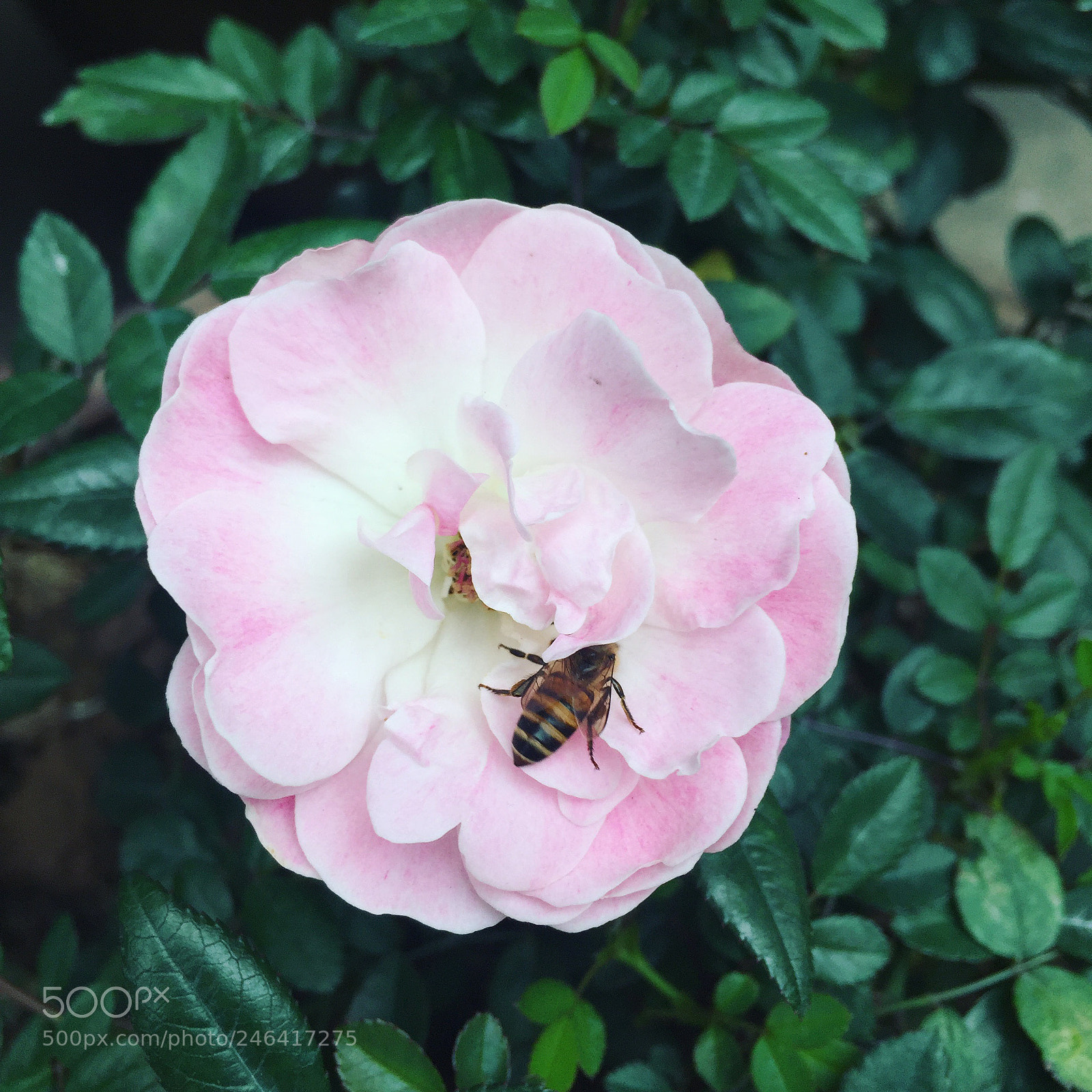 Apple iPhone 6 sample photo. Rose and bee photography