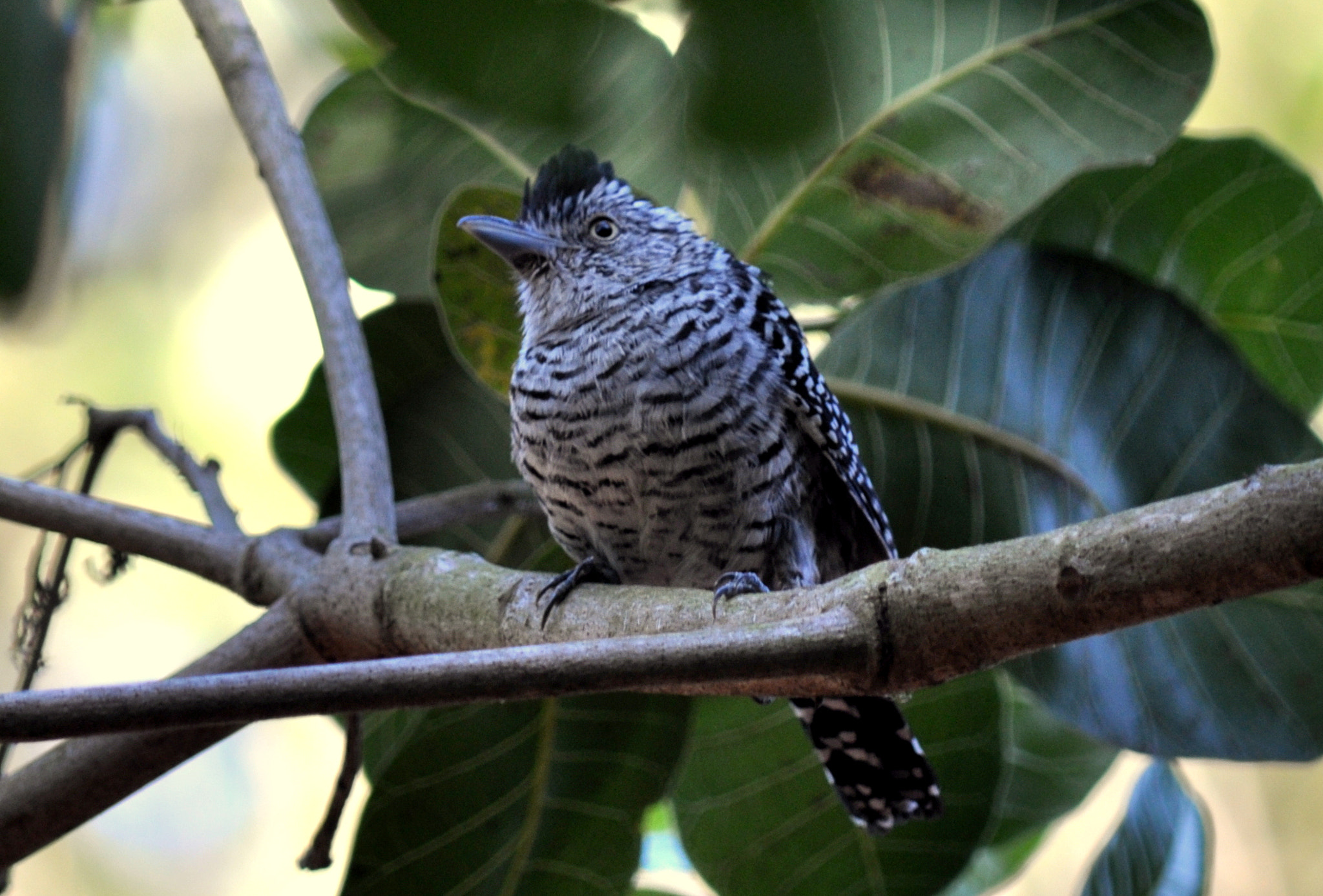Nikon D5000 sample photo. Choca-barrada (thamnophilus doliatus) photography