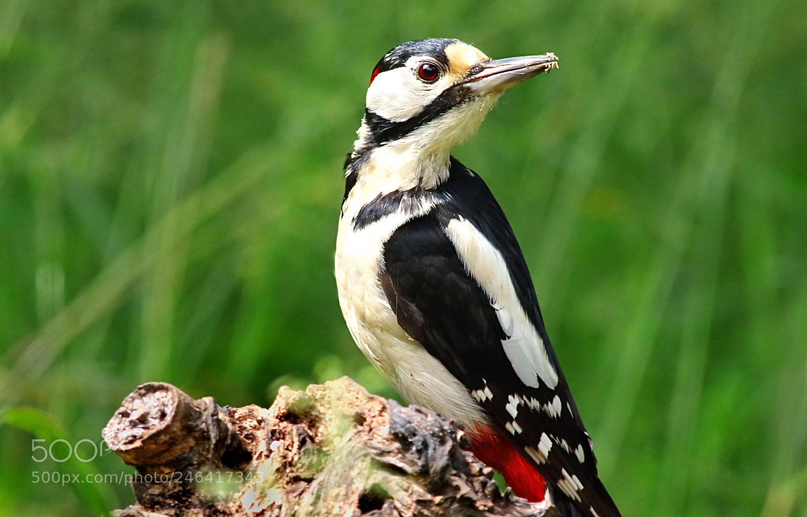 Canon EOS 7D Mark II sample photo. Great spotted woodpecker (m) photography