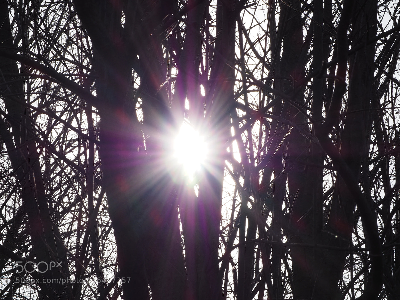 Olympus OM-D E-M10 II sample photo. The sun shines through photography