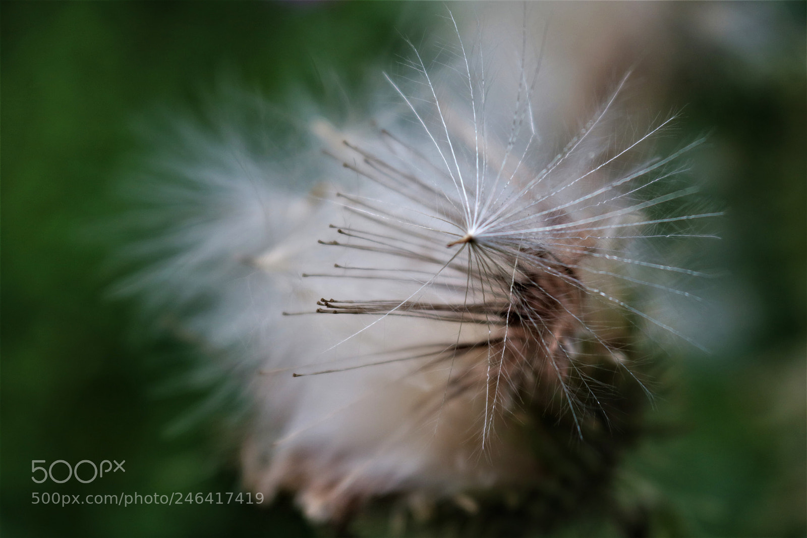 Canon EOS 750D (EOS Rebel T6i / EOS Kiss X8i) sample photo. Thistle wishes photography