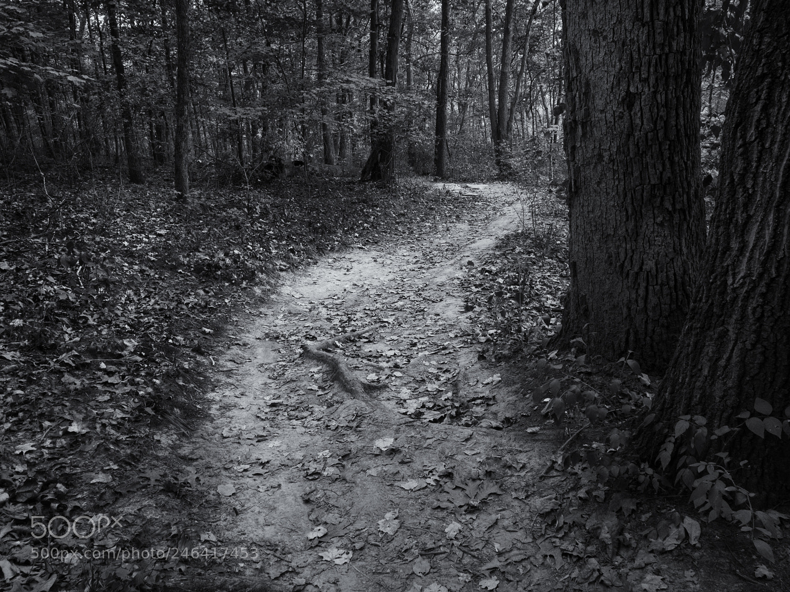 Olympus OM-D E-M5 sample photo. Path in the woods photography