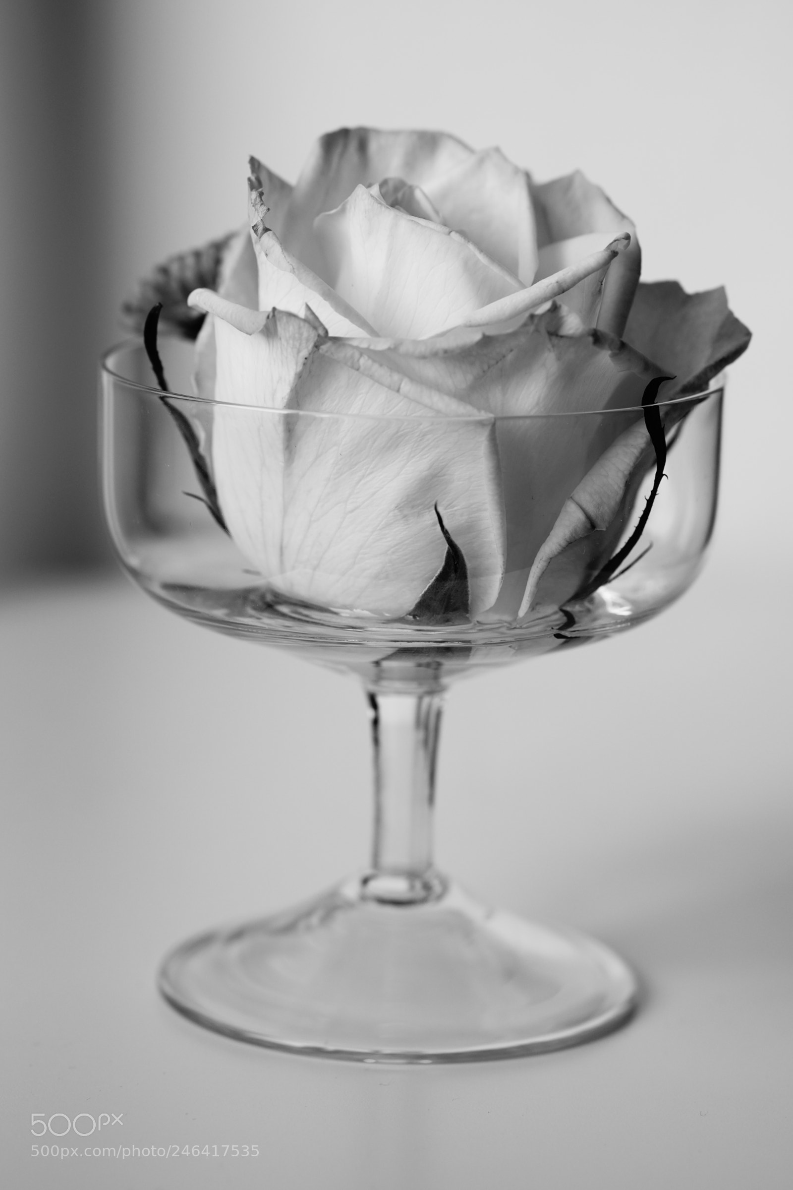Sony a7R III sample photo. Rose head photography