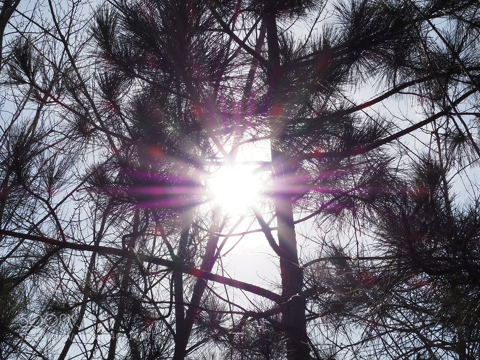 Olympus OM-D E-M10 II sample photo. Sun through pines photography