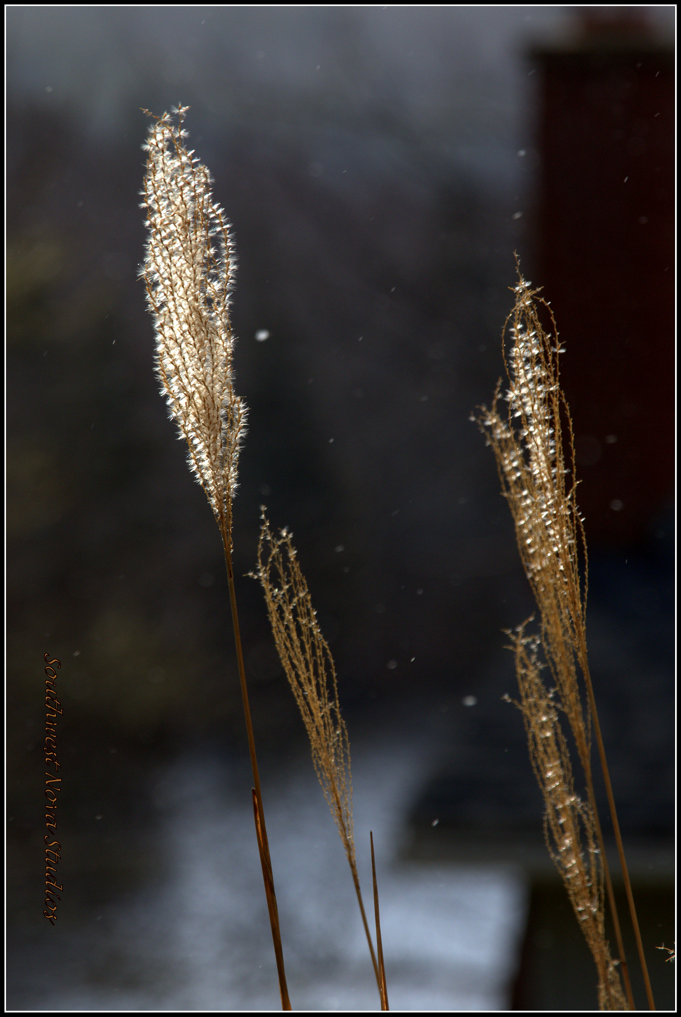 Canon EF 70-200mm F4L IS USM sample photo. Cr photography