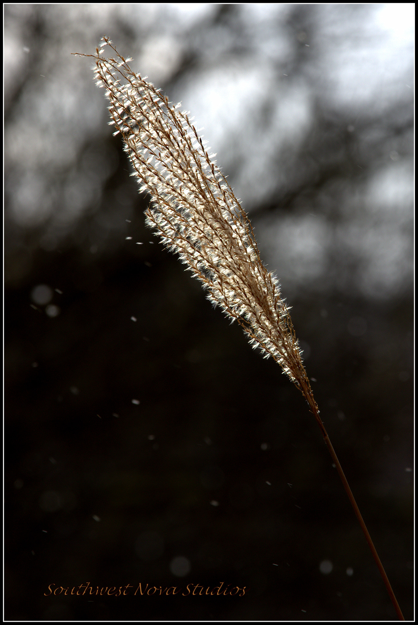 Canon EF 70-200mm F4L IS USM sample photo. Cr photography
