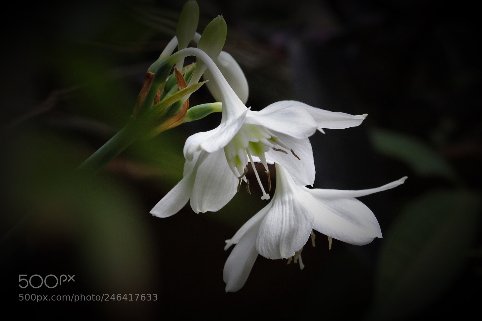 Canon EOS 550D (EOS Rebel T2i / EOS Kiss X4) sample photo. Amazon lily photography