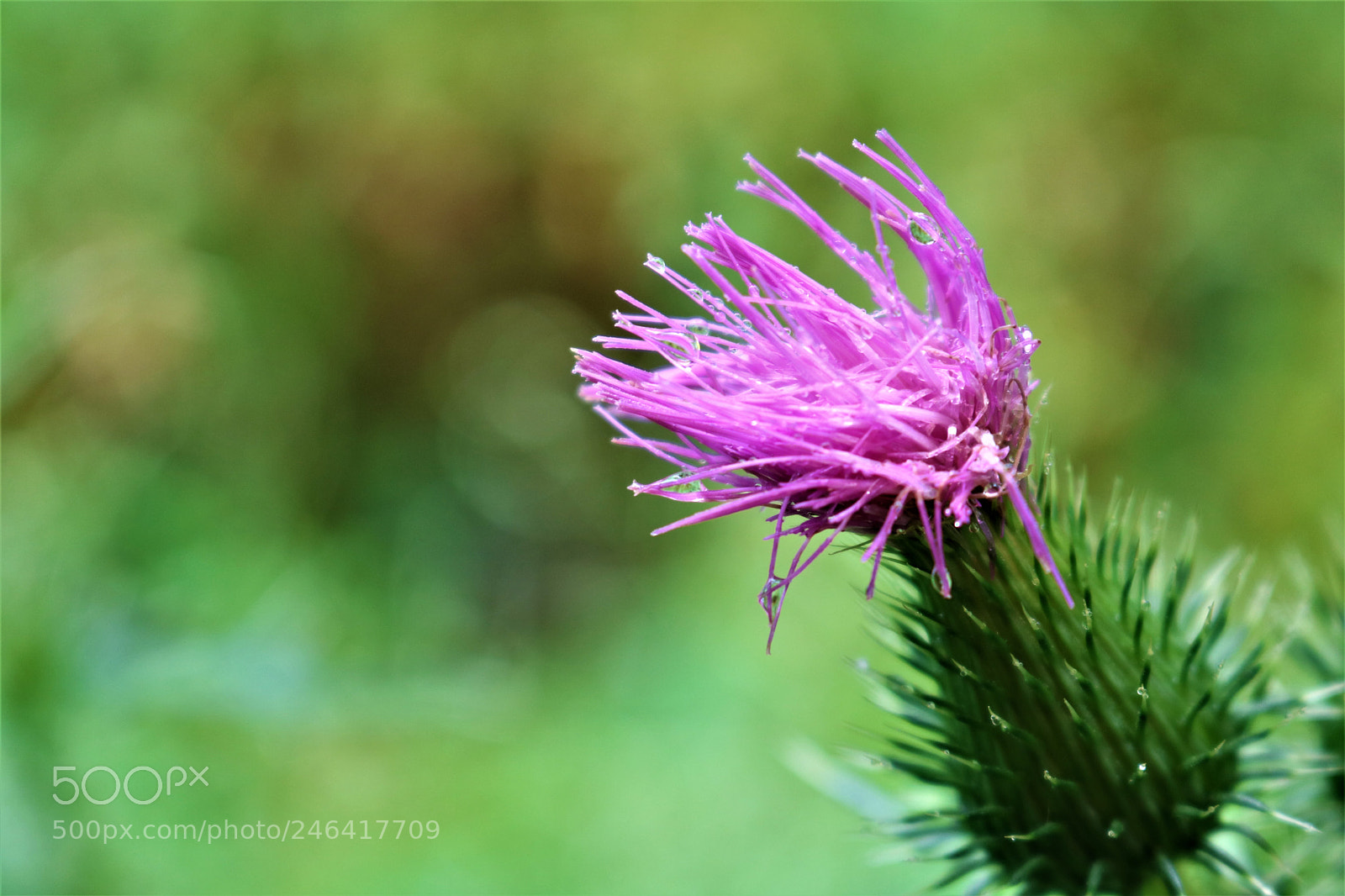 Canon EOS 750D (EOS Rebel T6i / EOS Kiss X8i) sample photo. Not ready for wishes photography