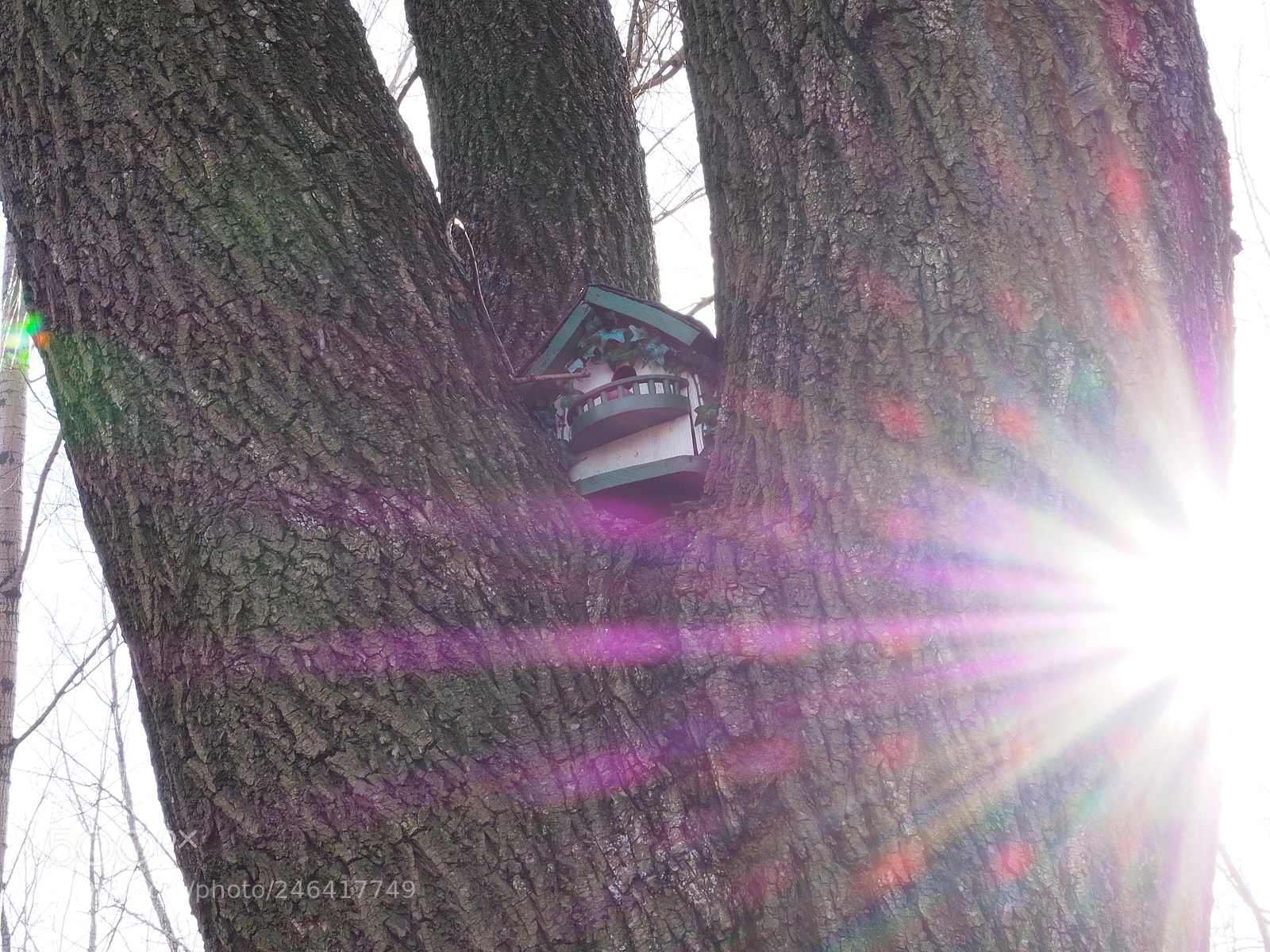 Olympus OM-D E-M10 II sample photo. Sunbeams on a birdhouse photography