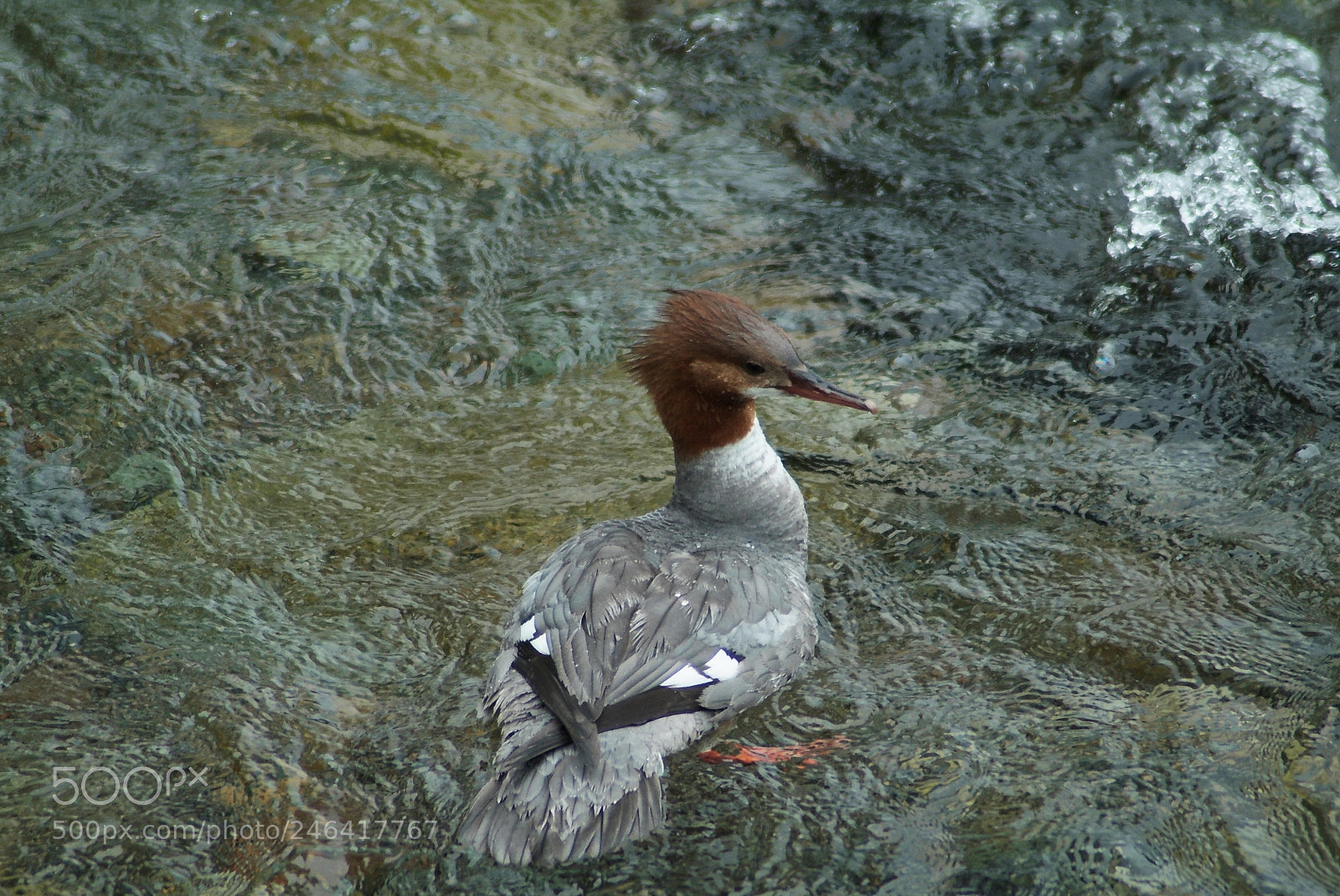 Fujifilm FinePix S3 Pro sample photo. Alaska grebe photography