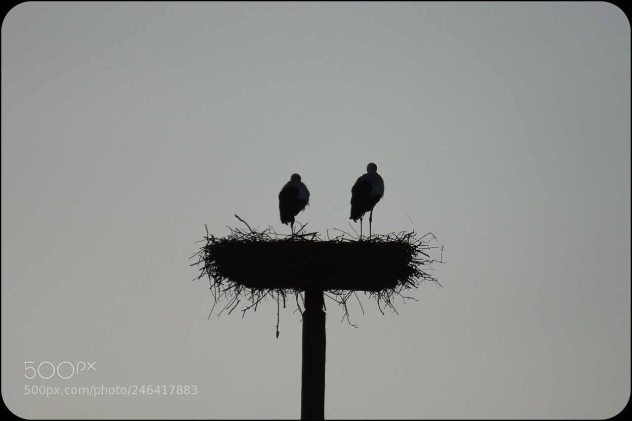 Nikon D7200 sample photo. Ooievaar photography