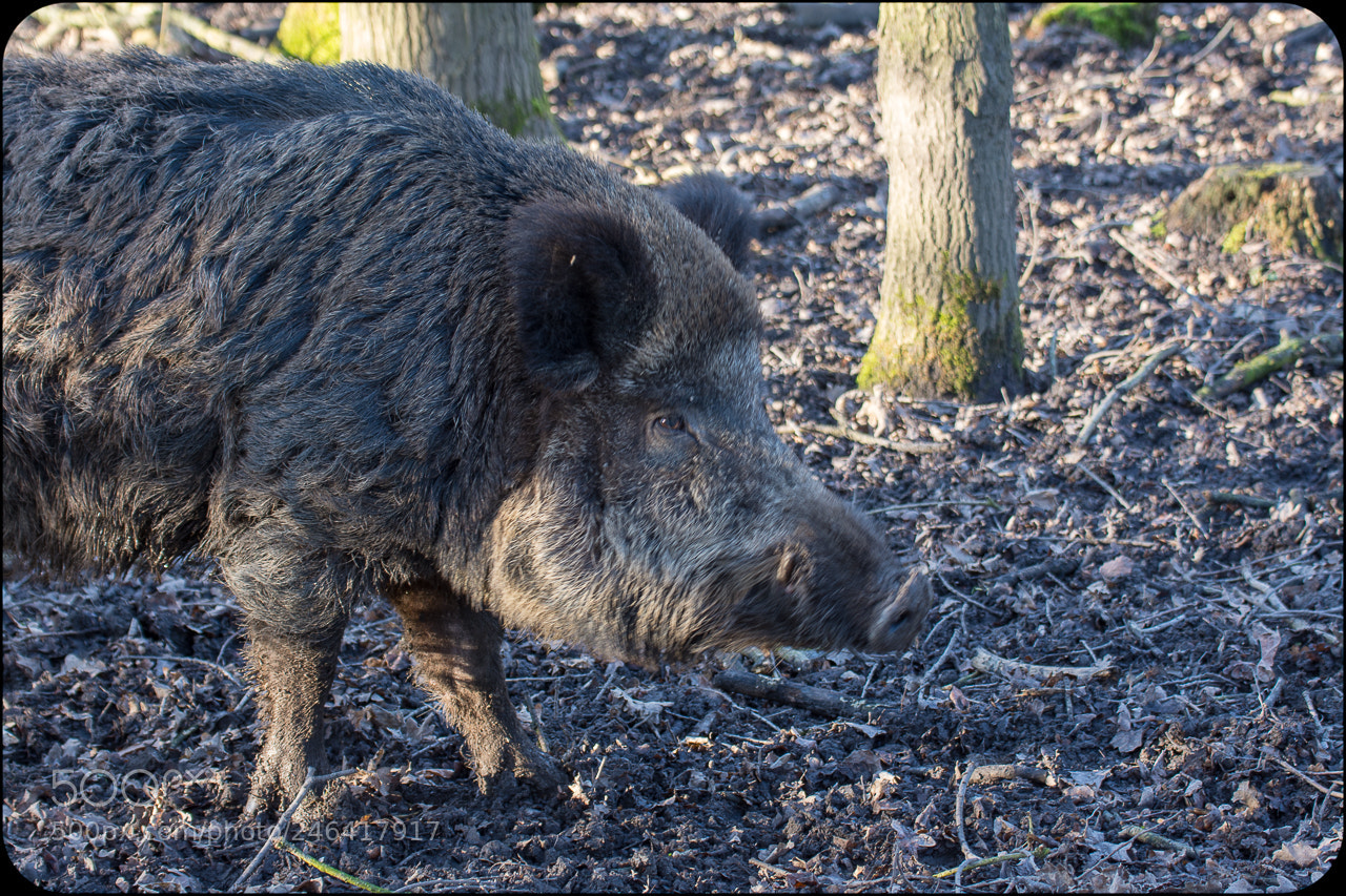 Nikon D7200 sample photo. Wildzwijn photography