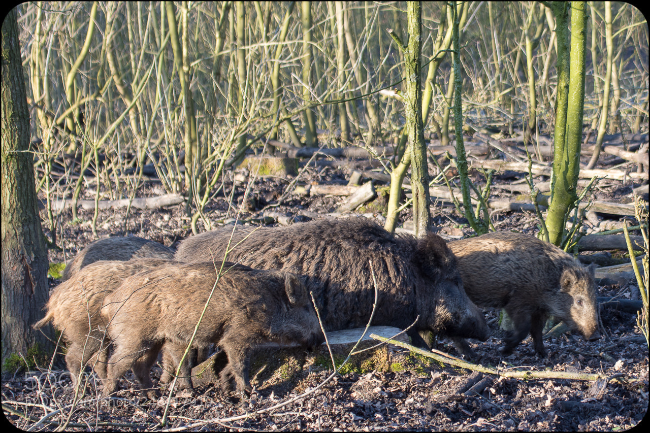 Nikon D7200 sample photo. Wildzwijn ma photography