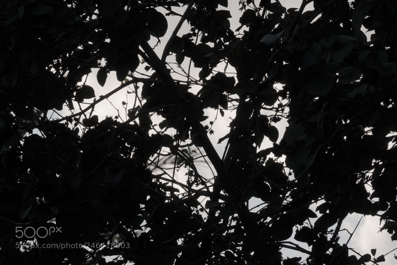 Fujifilm X-T2 sample photo. Brunches. photography