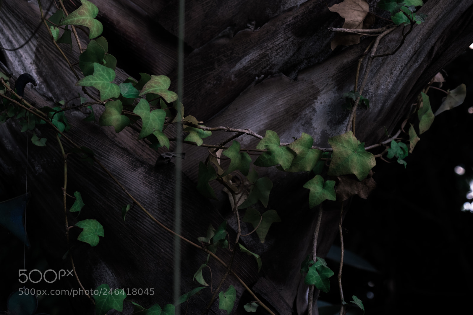 Fujifilm X-T2 sample photo. Leavs. photography