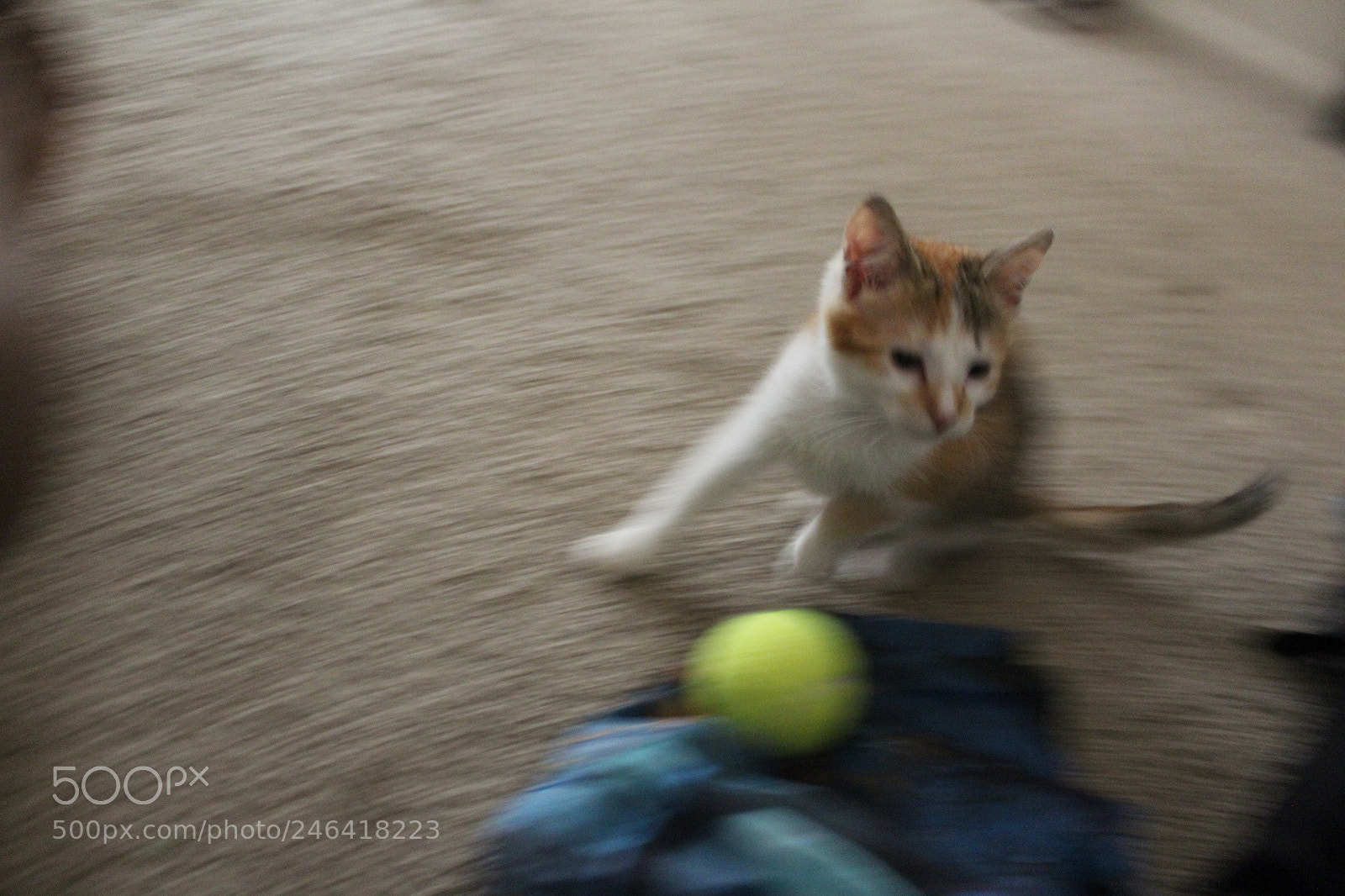 Canon EOS 1200D (EOS Rebel T5 / EOS Kiss X70 / EOS Hi) sample photo. Rondothakiid photography