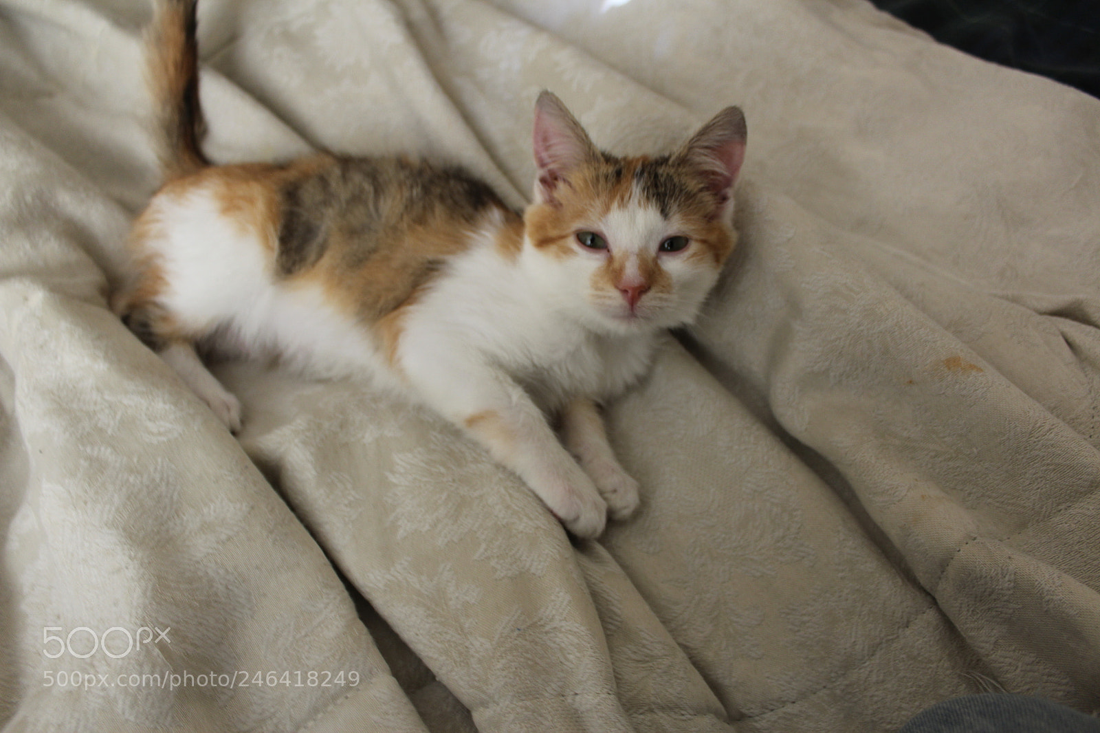 Canon EOS 1200D (EOS Rebel T5 / EOS Kiss X70 / EOS Hi) sample photo. Rondothakiid photography