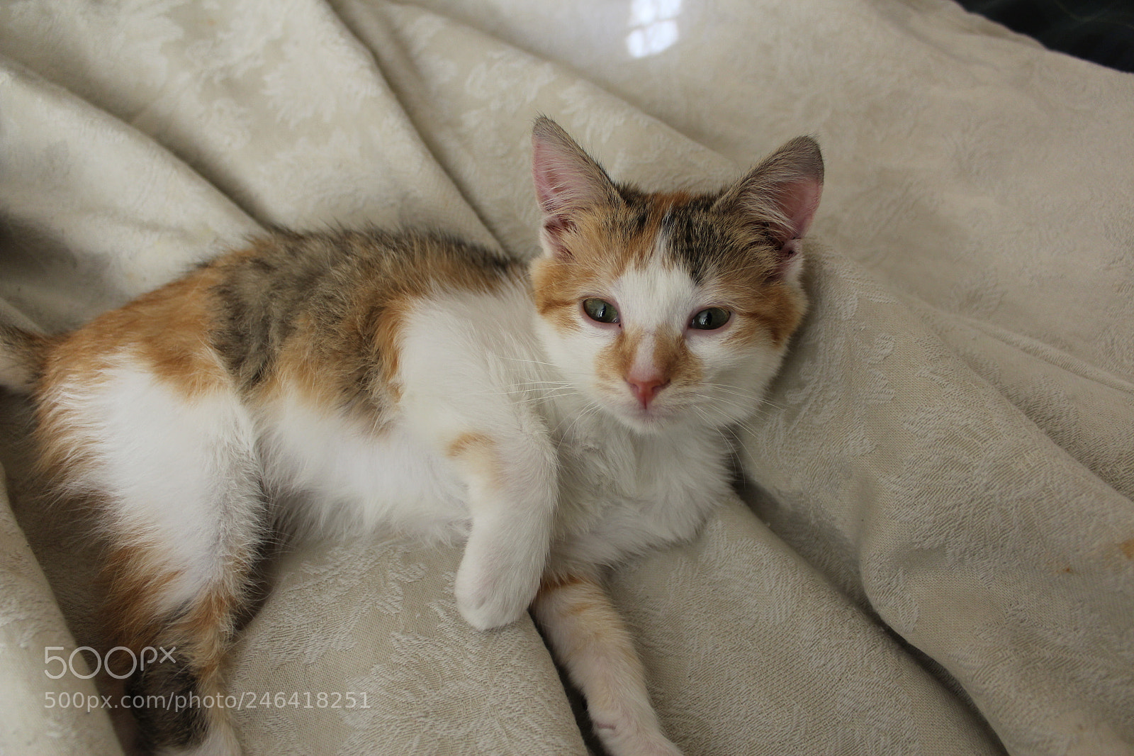 Canon EOS 1200D (EOS Rebel T5 / EOS Kiss X70 / EOS Hi) sample photo. Rondothakiid photography