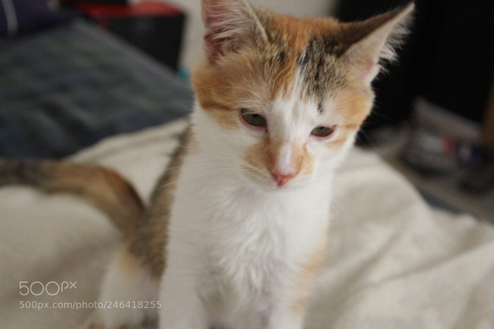 Canon EOS 1200D (EOS Rebel T5 / EOS Kiss X70 / EOS Hi) sample photo. Rondothakiid photography