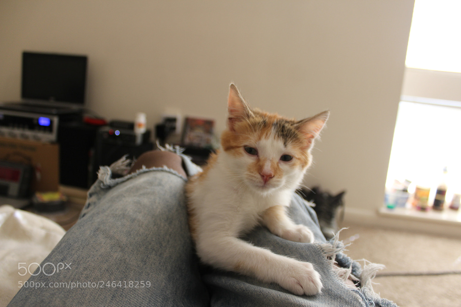 Canon EOS 1200D (EOS Rebel T5 / EOS Kiss X70 / EOS Hi) sample photo. Rondothakiid photography