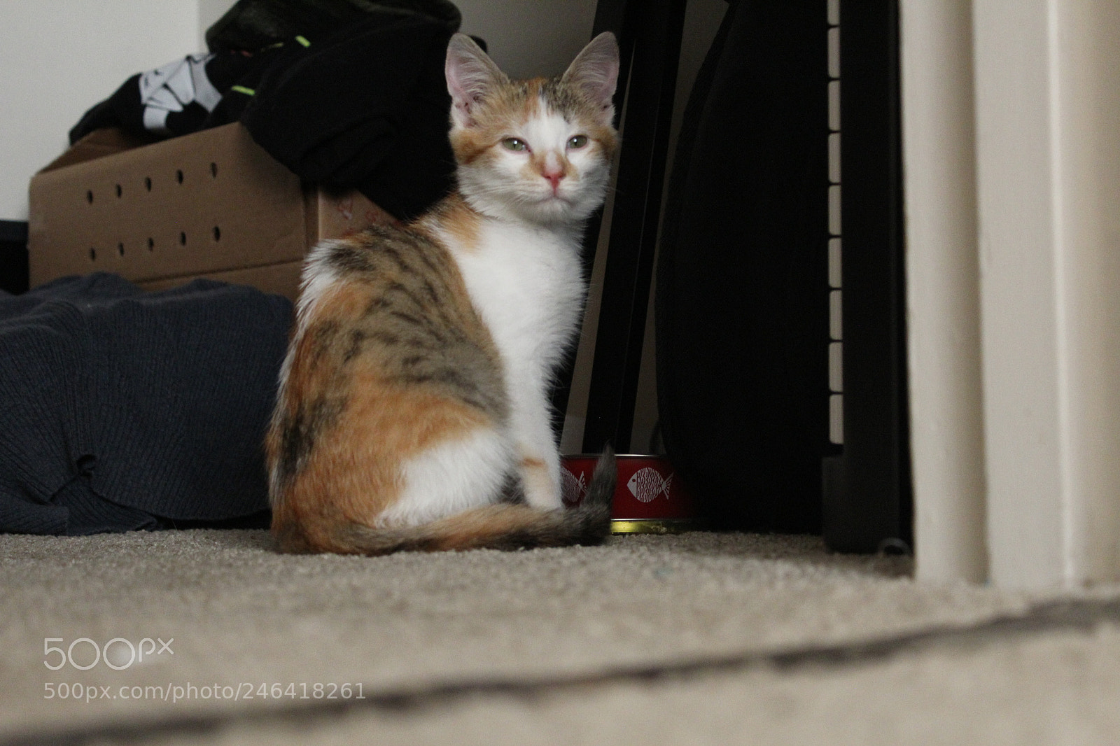 Canon EOS 1200D (EOS Rebel T5 / EOS Kiss X70 / EOS Hi) sample photo. Rondothakiid photography