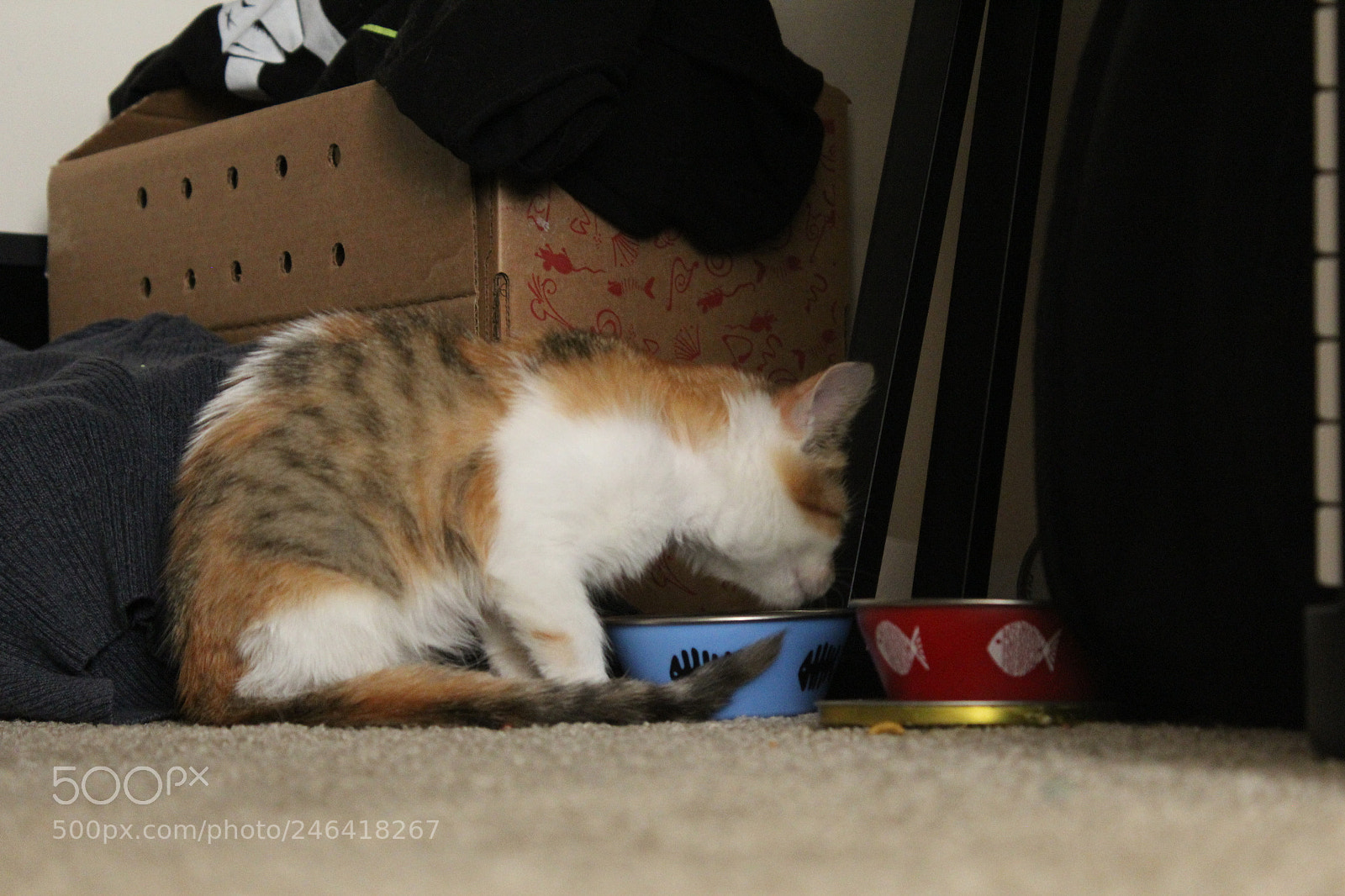 Canon EOS 1200D (EOS Rebel T5 / EOS Kiss X70 / EOS Hi) sample photo. Rondothakiid photography