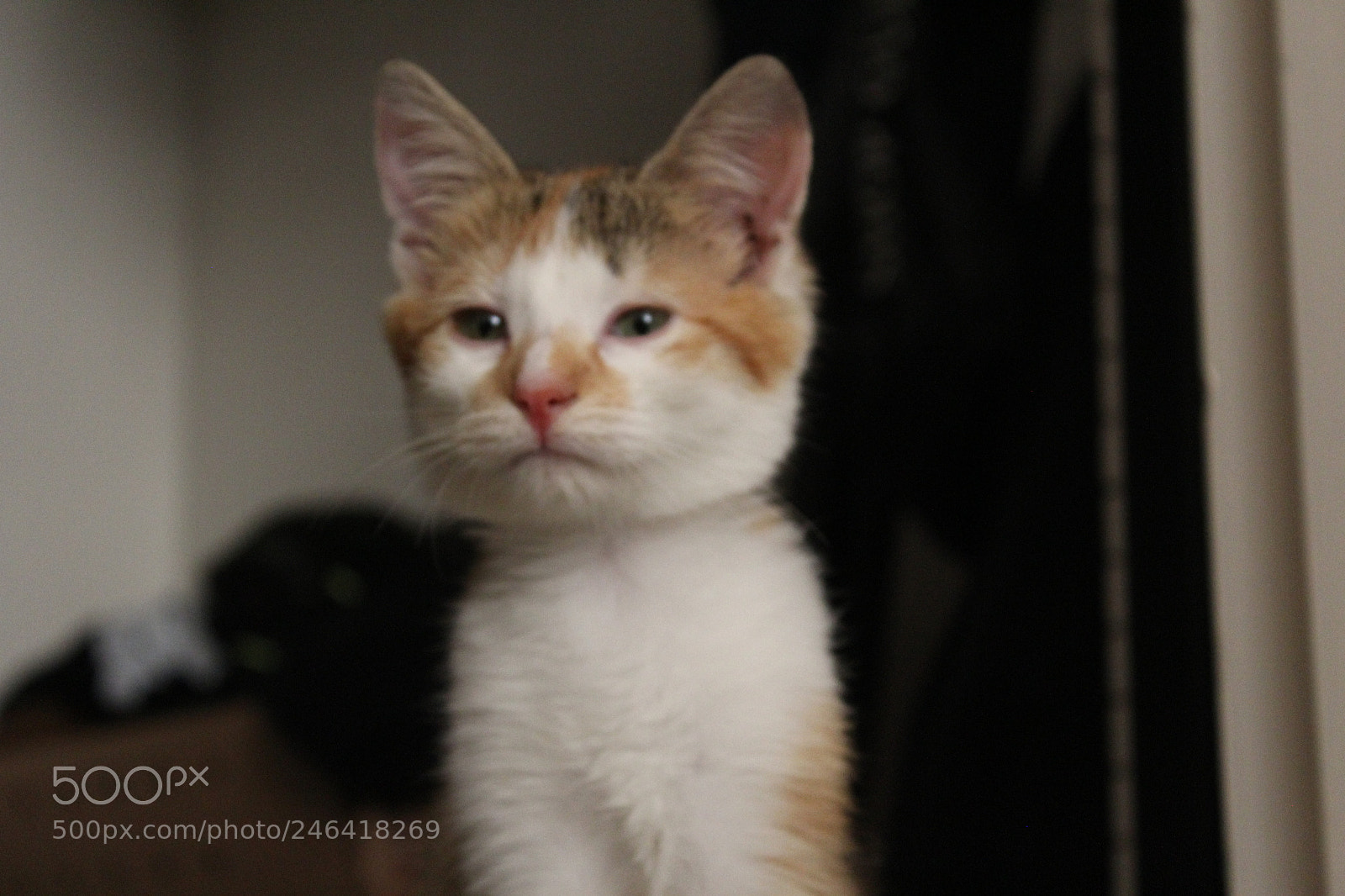 Canon EOS 1200D (EOS Rebel T5 / EOS Kiss X70 / EOS Hi) sample photo. Rondothakiid photography