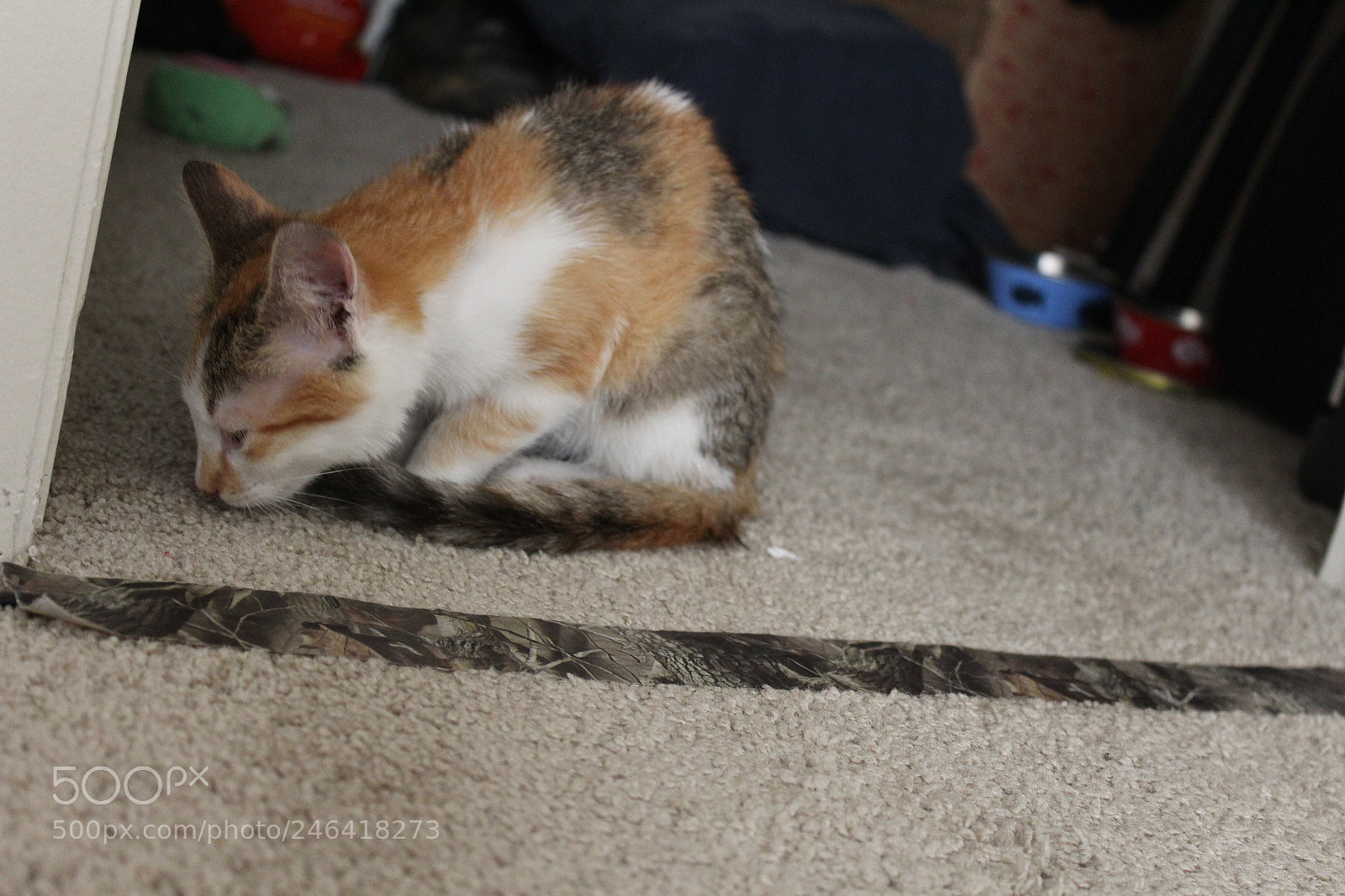 Canon EOS 1200D (EOS Rebel T5 / EOS Kiss X70 / EOS Hi) sample photo. Rondothakiid photography