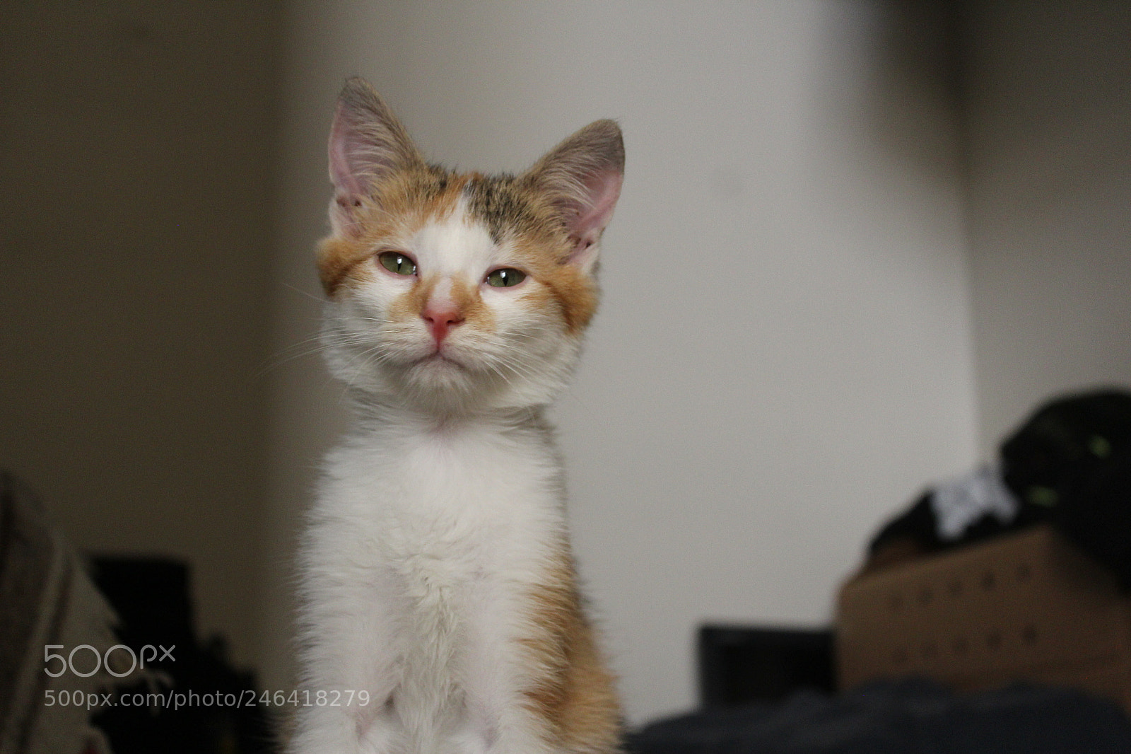 Canon EOS 1200D (EOS Rebel T5 / EOS Kiss X70 / EOS Hi) sample photo. Rondothakiid photography