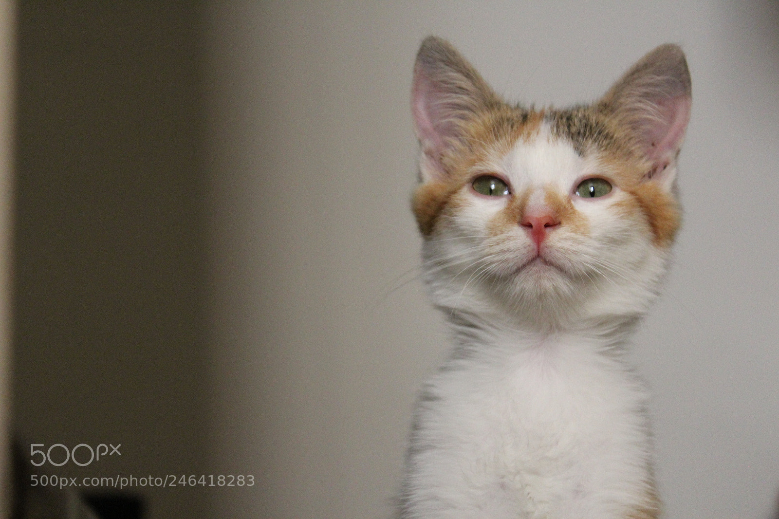 Canon EOS 1200D (EOS Rebel T5 / EOS Kiss X70 / EOS Hi) sample photo. Rondothakiid photography