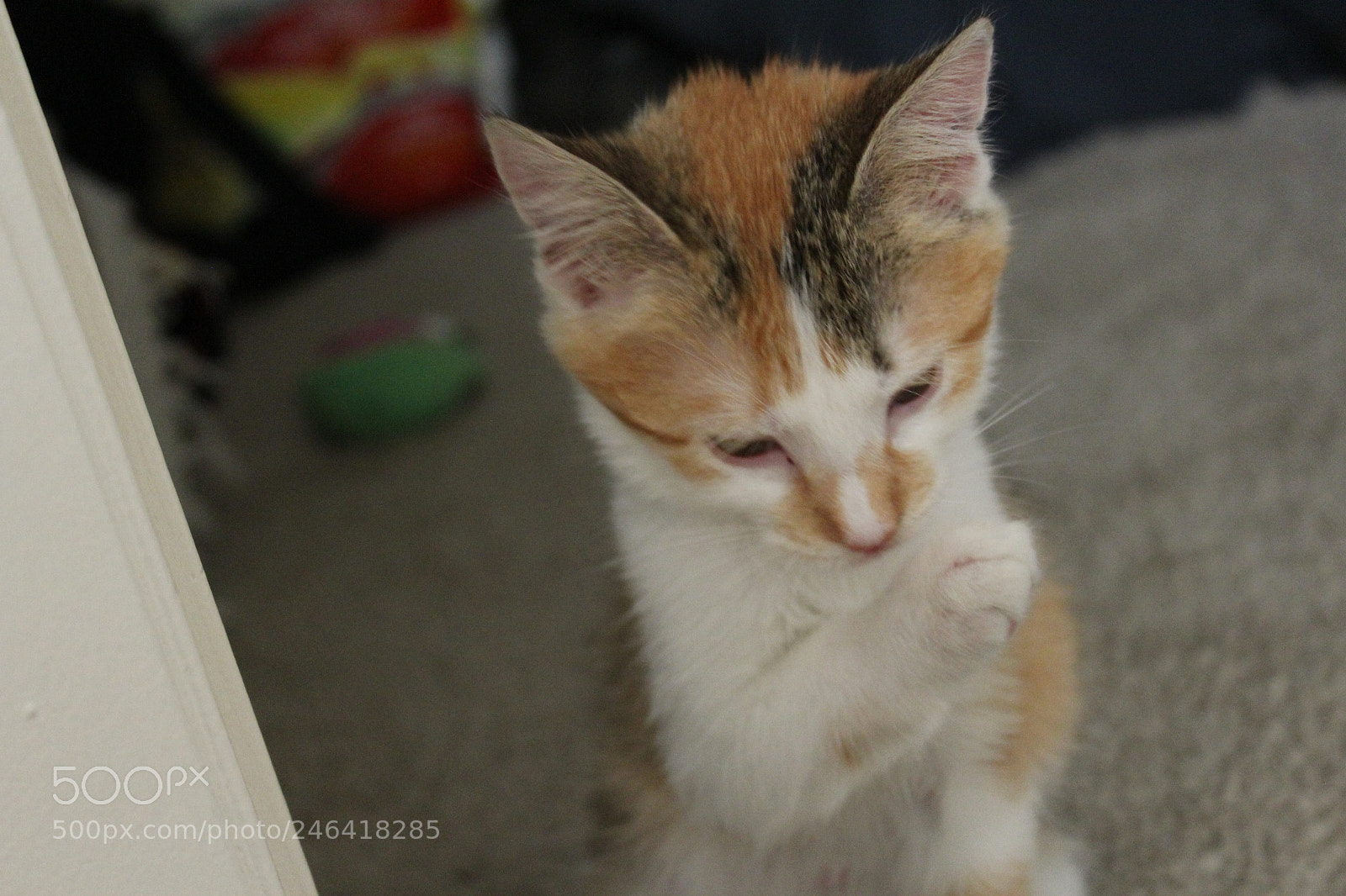 Canon EOS 1200D (EOS Rebel T5 / EOS Kiss X70 / EOS Hi) sample photo. Rondothakiid photography