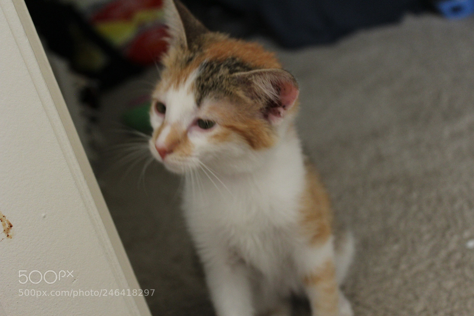 Canon EOS 1200D (EOS Rebel T5 / EOS Kiss X70 / EOS Hi) sample photo. Rondothakiid photography