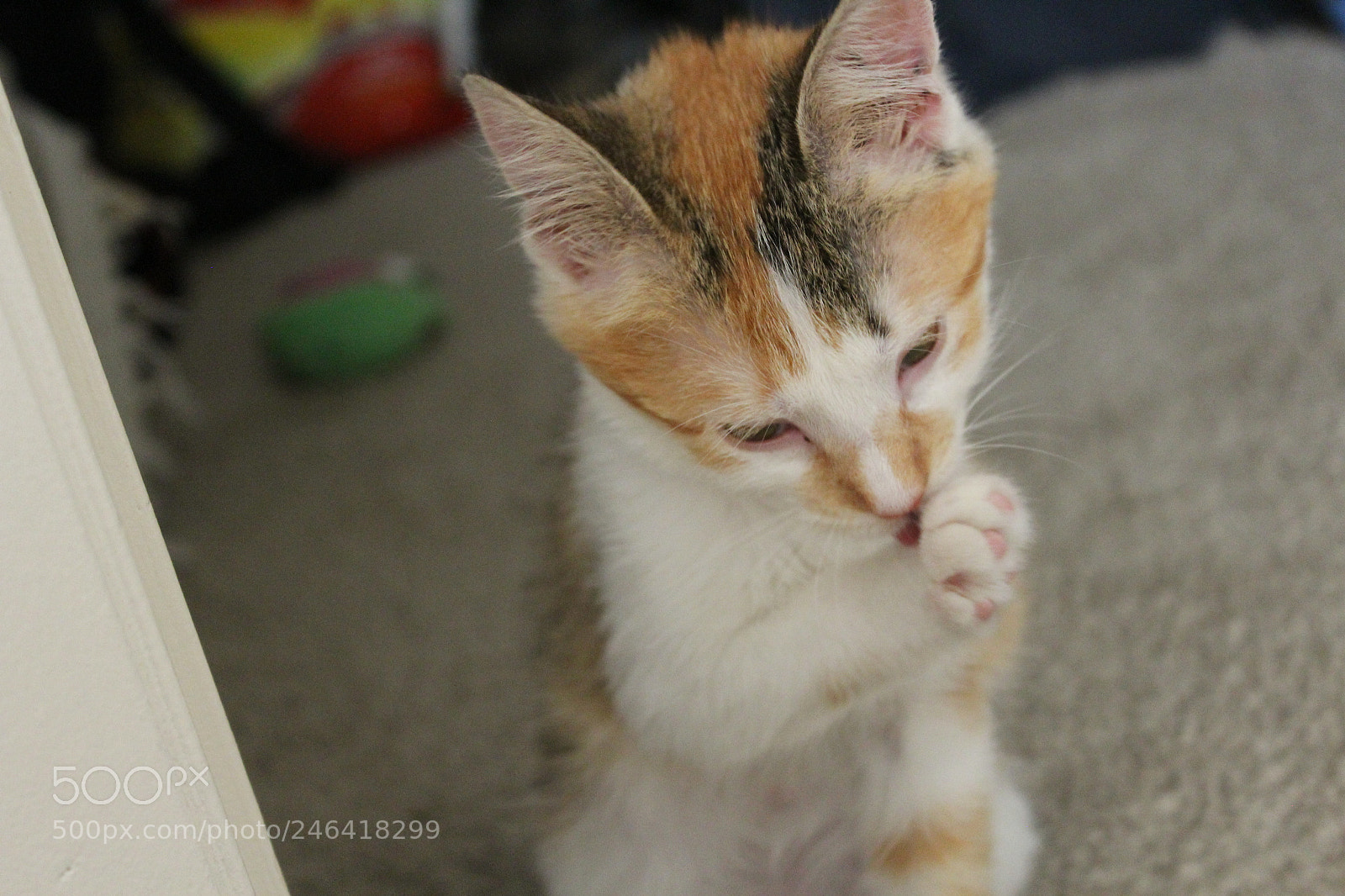 Canon EOS 1200D (EOS Rebel T5 / EOS Kiss X70 / EOS Hi) sample photo. Rondothakiid photography
