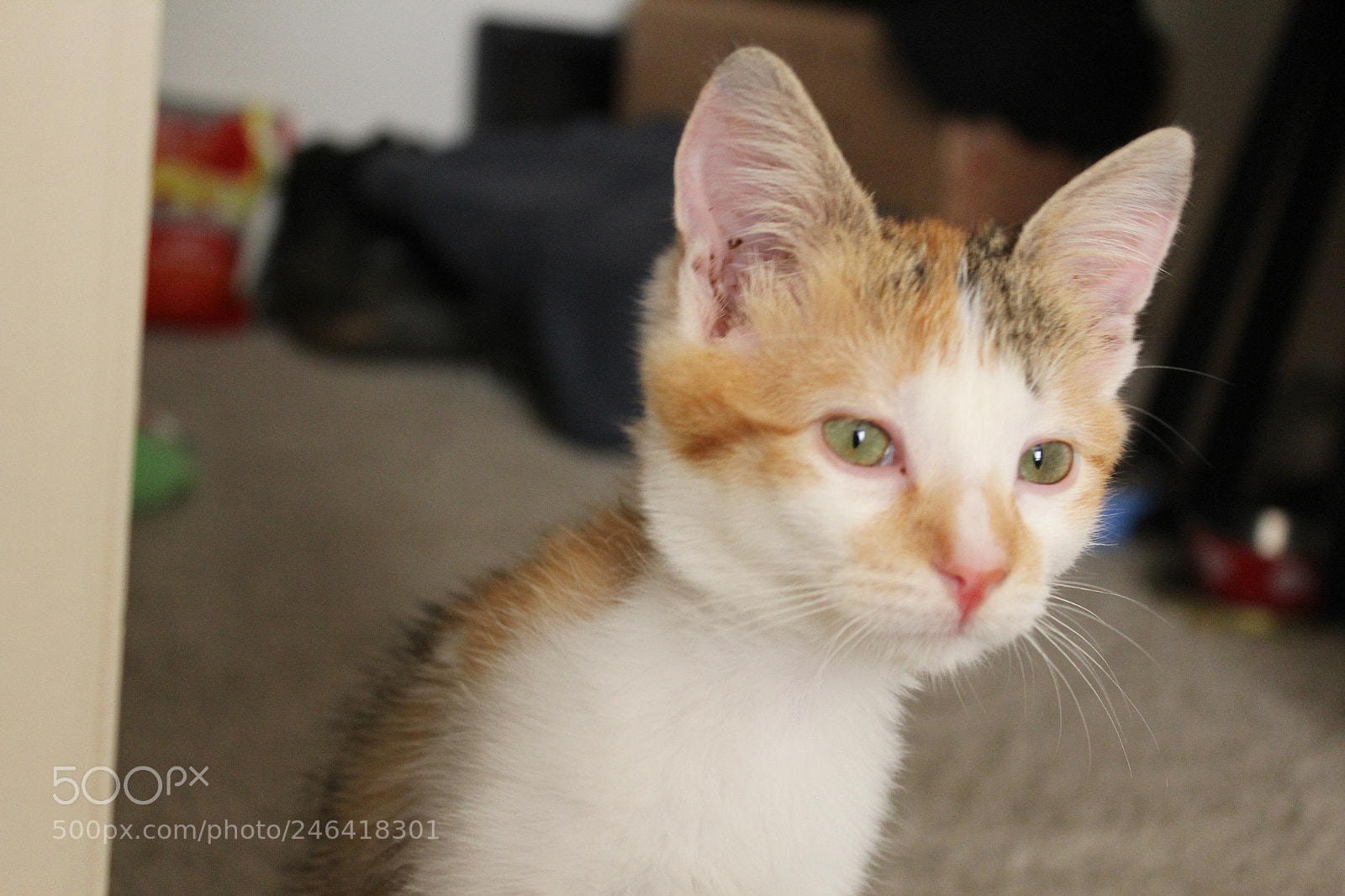Canon EOS 1200D (EOS Rebel T5 / EOS Kiss X70 / EOS Hi) sample photo. Rondothakiid photography