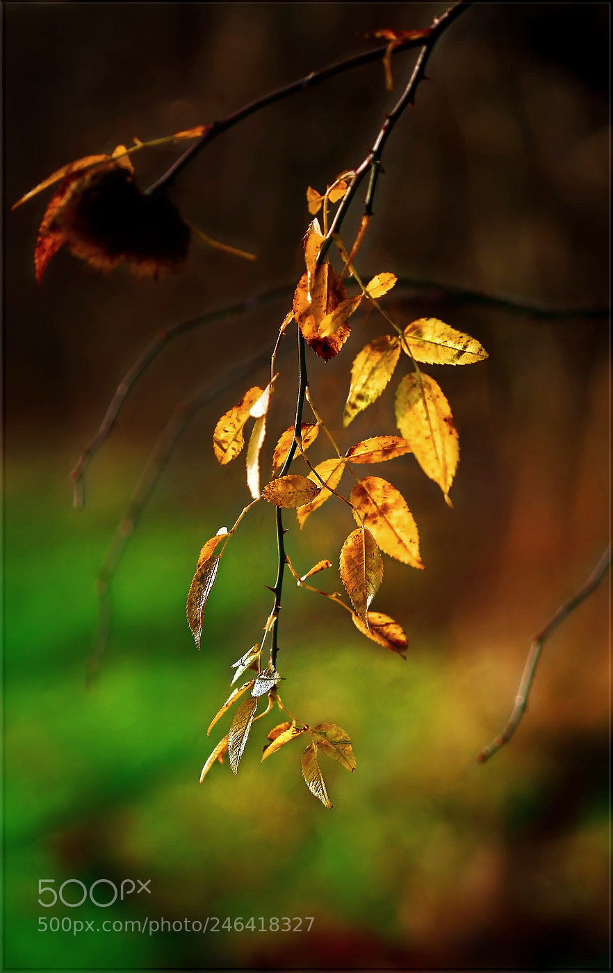 Canon EOS 5D sample photo. Natur gold ... photography