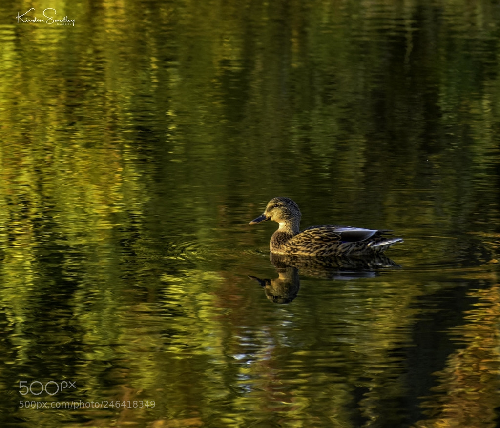 Nikon D3400 sample photo. A ducks life photography