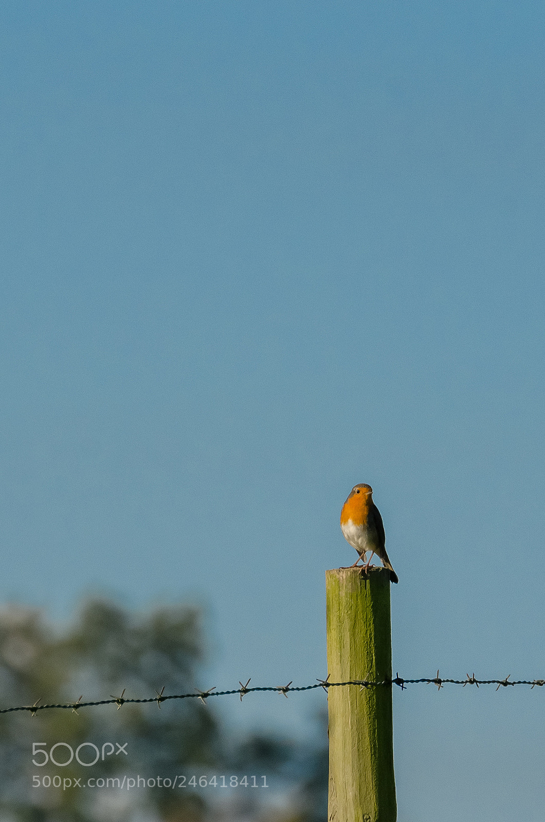 Nikon D5100 sample photo. Rouge-gorge photography