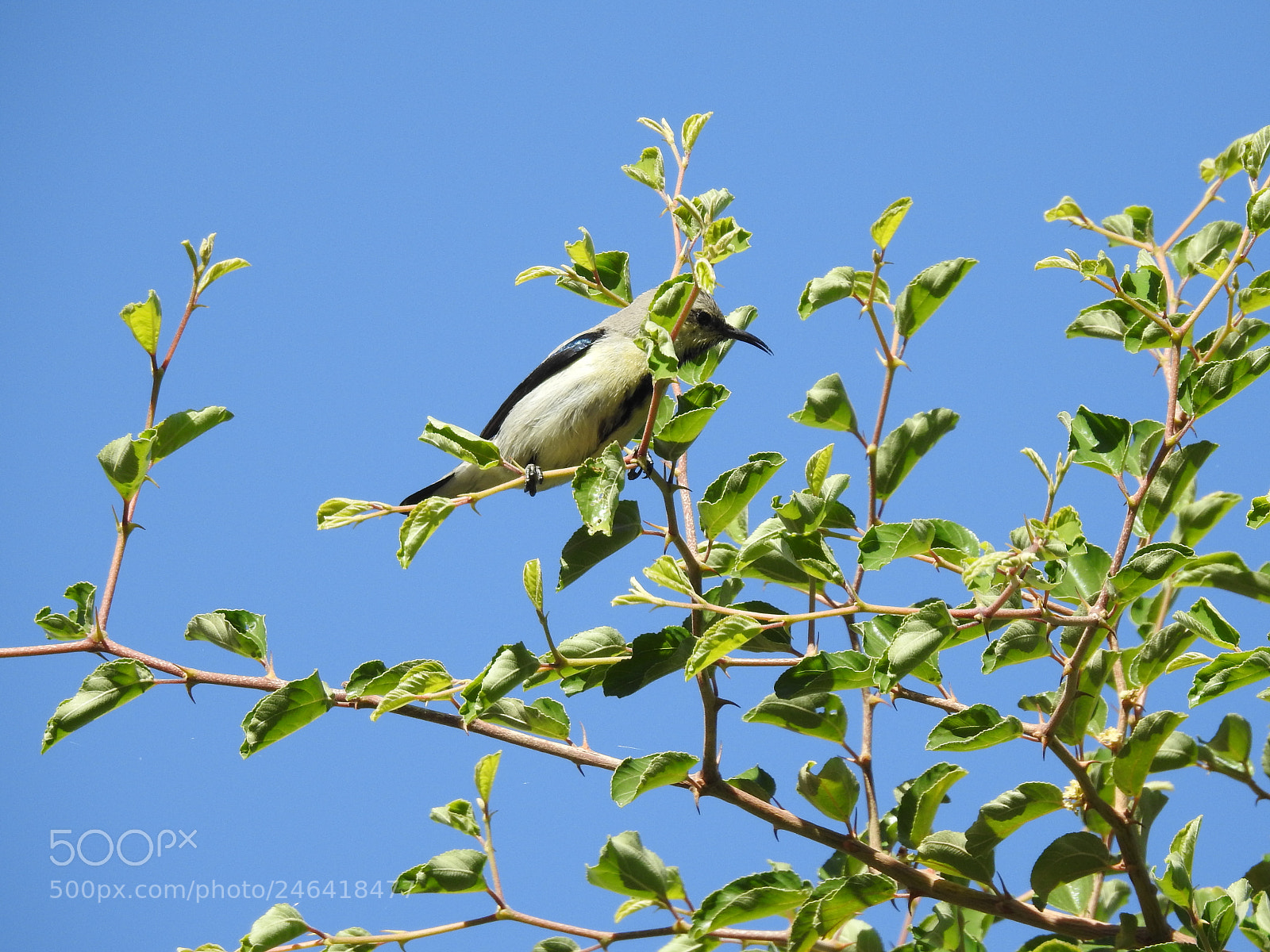 Nikon Coolpix P900 sample photo. Purple sunbird photography