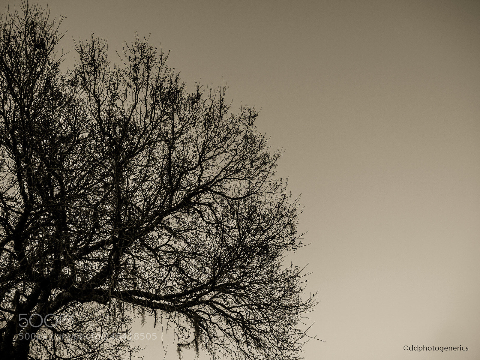 Olympus OM-D E-M1 sample photo. Silent release photography