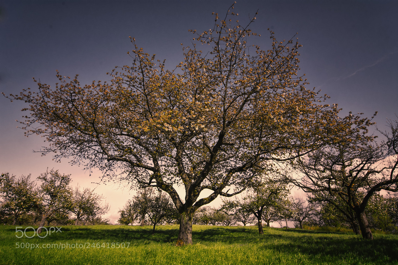 Nikon D7100 sample photo. Old appletree photography
