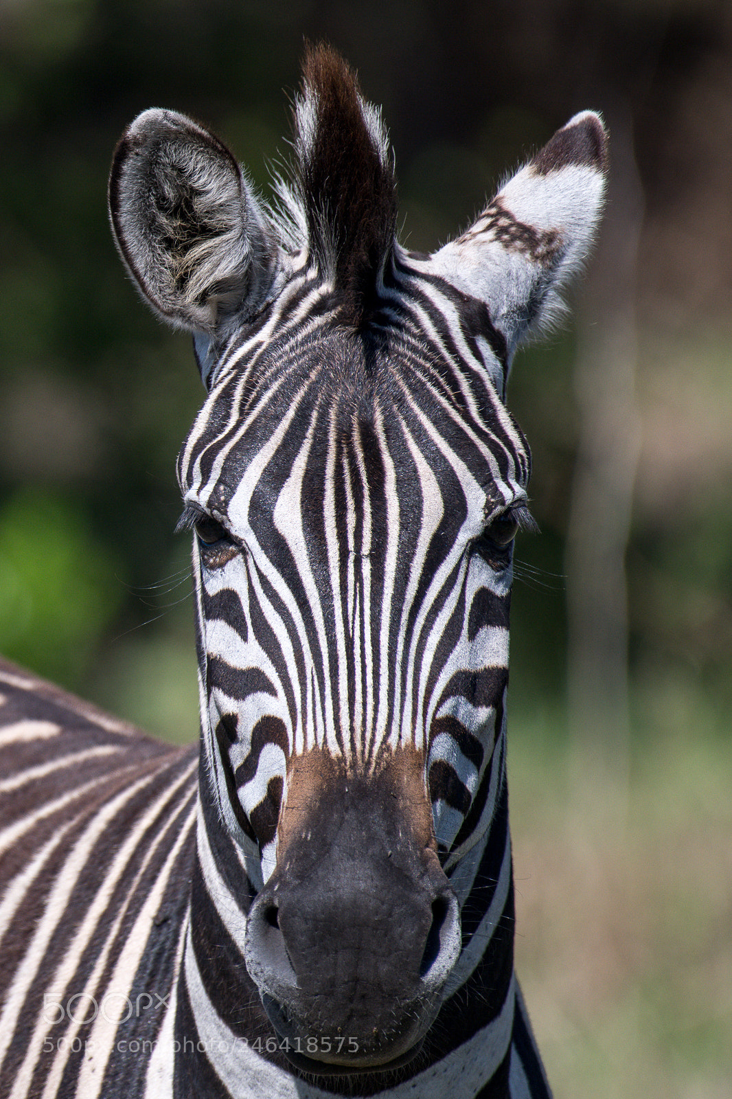 Nikon D850 sample photo. Zebra photography