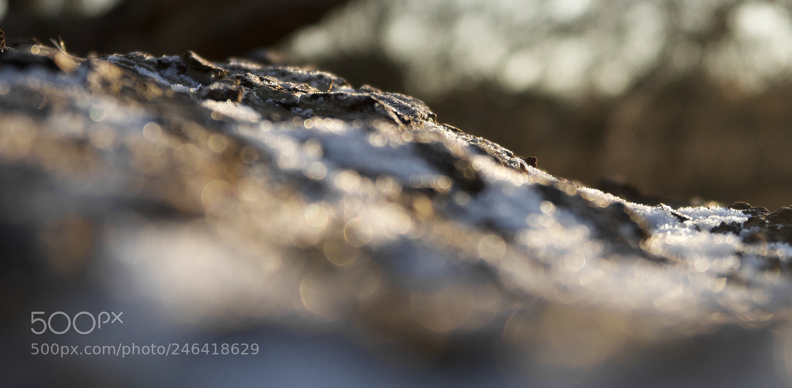 Canon PowerShot G7 X Mark II sample photo. Sparkling snow on tree photography