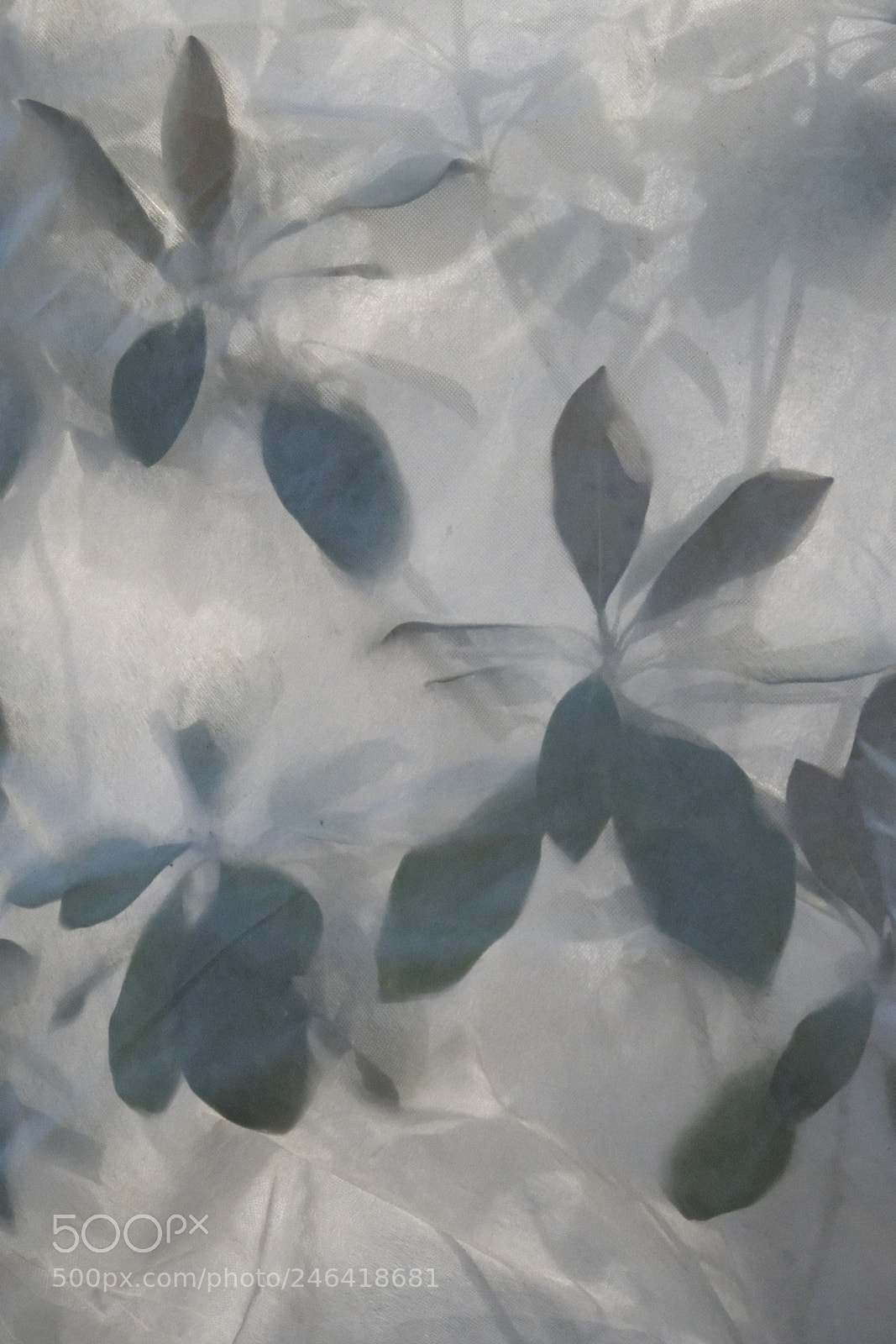 Fujifilm X-T2 sample photo. Winter flowers photography