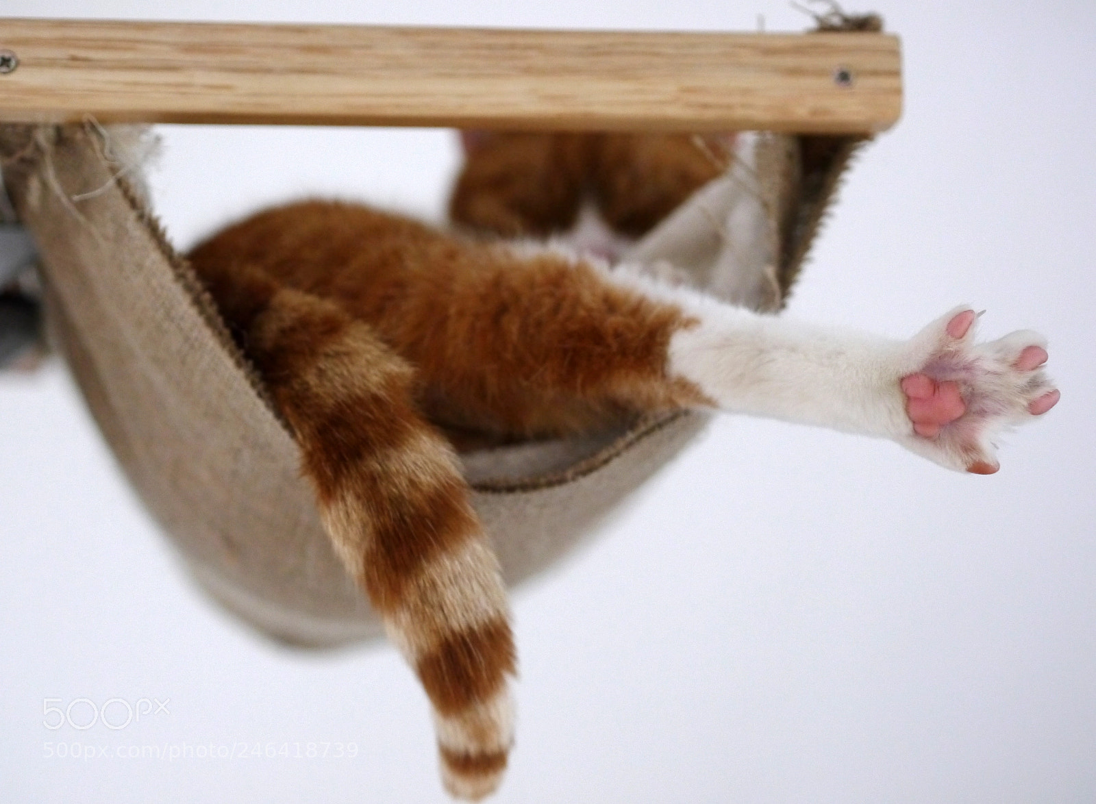 Panasonic Lumix DMC-G5 sample photo. Red cat photography