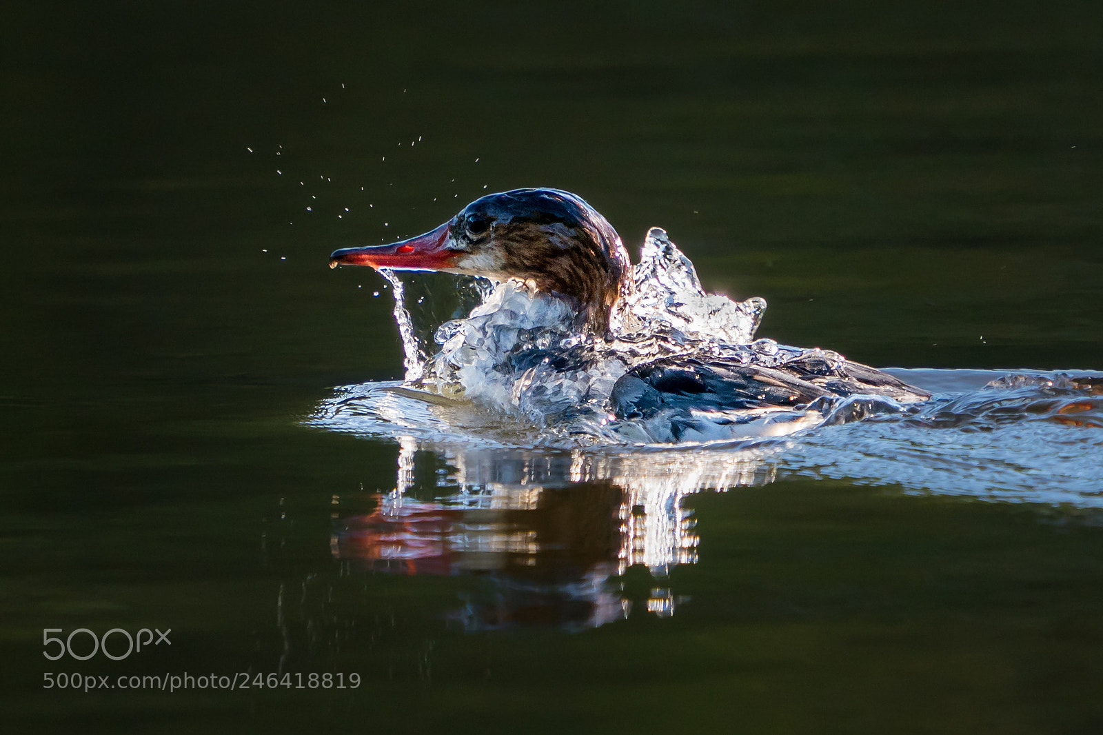 Sony a9 sample photo. Bathing hooded merganser photography