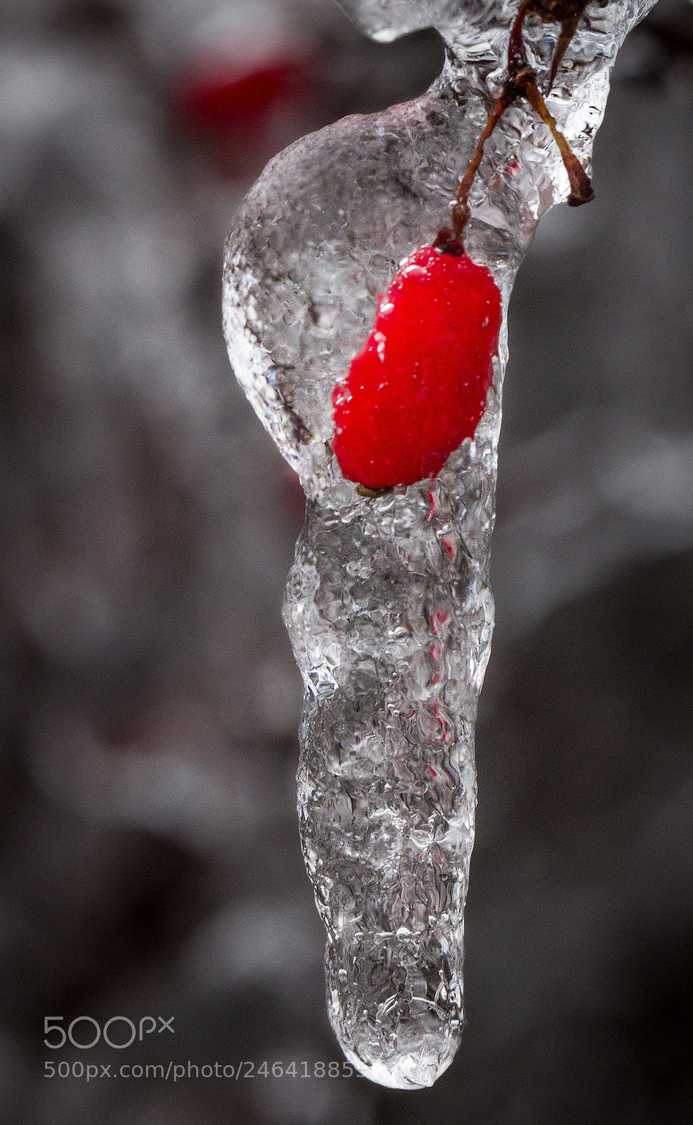 Canon EOS 60D sample photo. Frozen photography