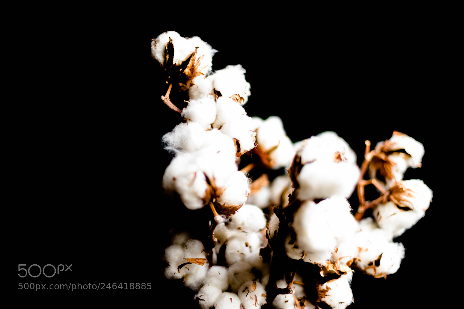Canon EOS 6D Mark II sample photo. Cotton plant photography