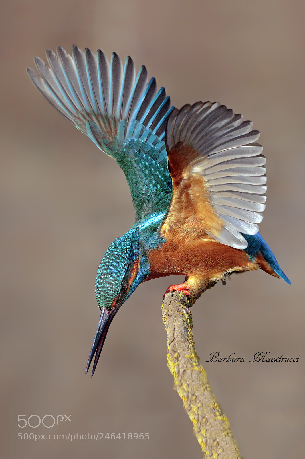 Canon EOS 7D Mark II sample photo. Martin pescatore photography