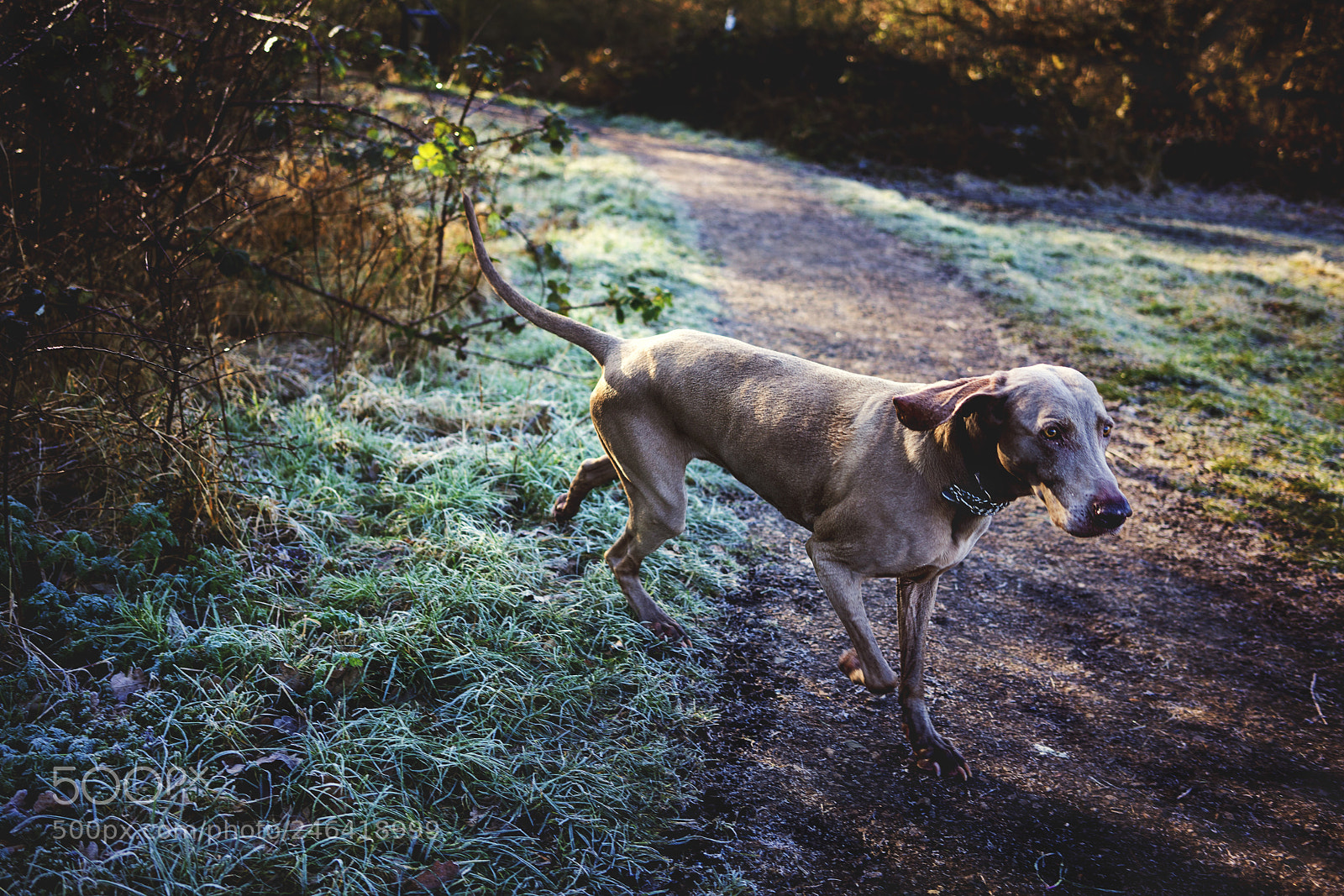 Sony a7R III sample photo. Frosty morning photography